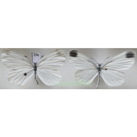 Leptidea sinapis (Linnaeus, 1758) pair Poland24e